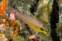 Pristiapogon kallopterus (Iridescent Cardinalfish)
