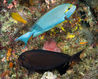 Acanthurus mata (Yellowmask Surgeonfish)