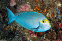 Acanthurus mata (Yellowmask Surgeonfish)