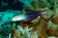 Ptereleotris evides (Twotone Dartfish)