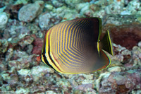 Chaetodon baronessa (Eastern Triangular Butterflyfish)