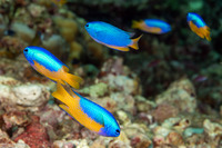 Pomacentrus auriventris (Goldbelly Damsel)