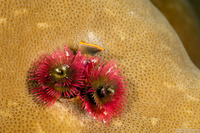 Spirobranchus sp.1 (Christmas Tree Worm)