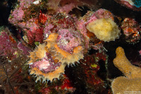 Callyspongia sp.1 (Callyspongia sp.1)