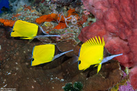 Forcipiger flavissimus (Common Longnose Butterflyfish)