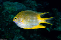 Amblyglyphidodon aureus (Golden Damsel)