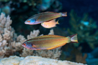 Pseudocoris yamashiroi (Redspot Wrasse)