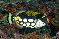 Balistoides conspicillum (Clown Triggerfish)