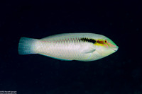 Halichoeres scapularis (Zigzag Wrasse)