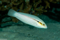 Halichoeres scapularis (Zigzag Wrasse)