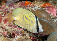 Chaetodon citrinellus (Speckled Butterflyfish)