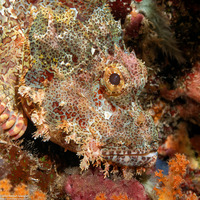 Scorpaenopsis oxycephala (Tasseled Scorpionfish)