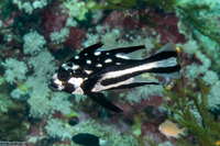 Macolor macularis (Midnight Snapper)
