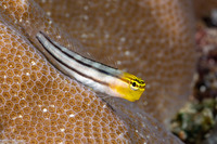 Ecsenius bathi (Bath's Coralblenny)