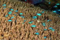 Chromis viridis (Blue-Green Chromis)