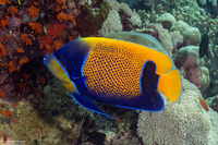 Pomacanthus navarchus (Bluegirdled Angelfish)