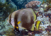 Platax teira (Longfin Spadefish)