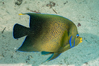 Pomacanthus semicirculatus (Semicircle Angelfish)