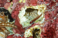 Eviota nebulosa (Nebulous Dwarfgoby)