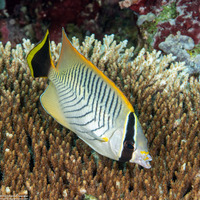 Chaetodon trifascialis (Chevroned Butterflyfish)