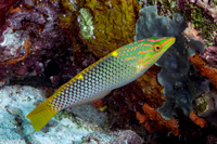 Halichoeres hortulanus (Checkerboard Wrasse)