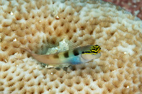 Ecsenius bandanus (Banda Coralblenny)