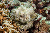 Scorpaenopsis diabolus (Devil Scorpionfish)