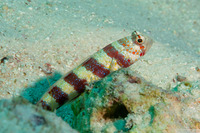 Amblyeleotris wheeleri (Gorgeous Shrimpgoby)
