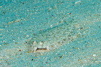 Bothus pantherinus (Panther Flounder)