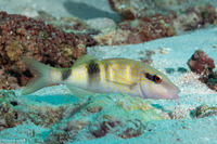 Parupeneus multifasciatus (Manybar Goatfish)