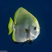 Platax boersii (Golden Spadefish)