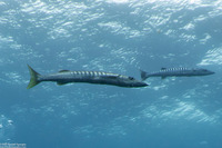 Sphyraena jello (Pickhandle Barracuda)