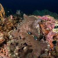 Stichodactyla mertensii (Merten's Carpet Anemone)