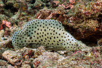 Cromileptes altivelis (Barramundi)