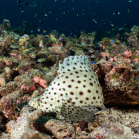 Cromileptes altivelis (Barramundi)