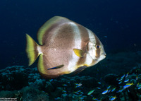 Platax teira (Longfin Spadefish)