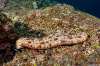 Pearsonothuria graeffei (Blackspotted Sea Cucumber)