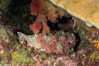 Synanceia verrucosa (Reef Stonefish)