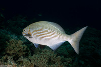 Kyphosus vaigiensis (Brassy Chub)