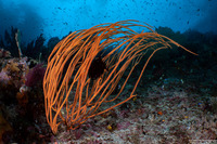 Ellisella cercidia (Ellisella Cercidia)