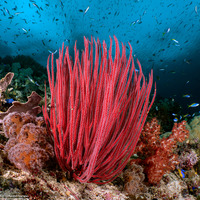 Ellisella ceratophyta (Red Sea Whip)