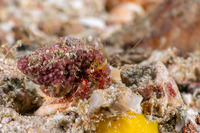 Dardanus sanguinocarpus (Bloody Hermit Crab)