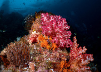 Dendronephthya sp.1 (Dendronephthya)