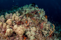 Dendronephthya sp.1 (Dendronephthya)