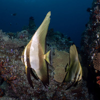 Platax teira (Longfin Spadefish)