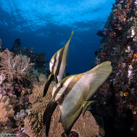 Platax teira (Longfin Spadefish)
