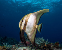 Platax teira (Longfin Spadefish)