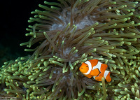 Amphiprion ocellaris (False Clown Anemonefish)