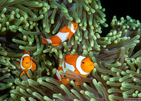 Amphiprion ocellaris (False Clown Anemonefish)