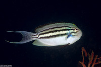 Genicanthus lamarck (Blackstriped Angelfish)